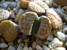 Lithops