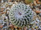 Turbinicarpus pseudopectinatus