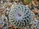 Turbinicarpus pseudopectinatus