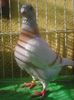 Photo0960