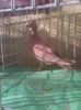 Photo0990