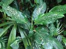 Dieffenbachia maculata