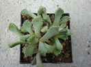 Aloinopsis luckhoffii L. Bolus 1937.