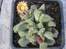 Aloinopsis luckhoffii L. Bolus 1937.