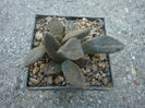 Aloinopsis rubrolineata (N. E. Brown) Schwantes 1926.