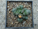 Aloinopsis schooneesii   (L. Bolus) 1931