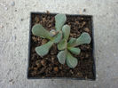Aloinopsis villetii L. Bolus) 1958.
