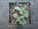 Aloinopsis villetii L. Bolus) 1958.