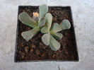 Aloinopsis villetii L. Bolus) 1958.