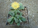 Aloinopsis villetii L. Bolus) 1958.