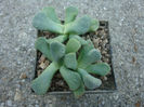 Aloinopsis villetii L. Bolus) 1958.