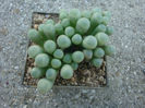 Fenestraria rhopalophylla subsp. aurantiaca (N.E.Br.) H.E.K.Hartmann 1982.