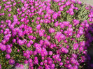 Delosperma cooperi (Hook. f.) L.Bolus 1927.