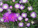 Delosperma floribundum L. Bolus 1928.