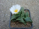 Faucaria candida L.Bolus