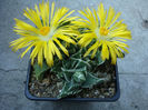 Faucaria lupina (Haw) Schwantes.1926.