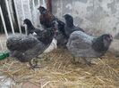 2017 araucana albastru