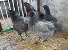 Araucana 17