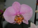 phalaenopsis Manhattan