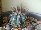 Melocactus azureus
