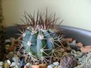 Melocactus azureus