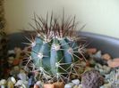 Melocactus azureus