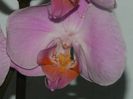 Phalaenopsis roz Sacramento