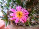 Trichodiadema densum