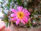 Trichodiadema densum