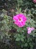 IMGP1343