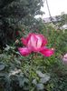 IMGP1353