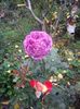 IMGP1374