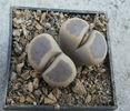 Lithops dinteri var. brevis (L.Bol.) B. Feam 1932.