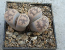Lithops karasmontana ssp. bella (NE Br.) DT Cole 1922.