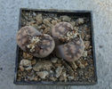 Lithops karasmontana ssp. bella (NE Br.) DT Cole 1922.