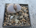 Lithops karasmontana var. aiaisensis (HW de Boer) DT Cole 1964.