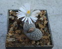 Lithops lesliei (NE Br.) NE Br. 1912.