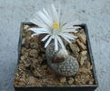 Lithops lesliei (NE Br.) NE Br. 1912.