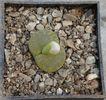 Lithops lesliei cv. 'Albinica'