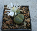 Lithops lesliei cv. 'Albinica'