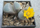 Lithops meyeri L. Bol. 1932.