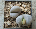 Lithops optica (Marl.) N.E. Br.1910.