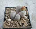 Lithops optica (Marl.) N.E. Br.1910.