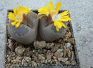 Lithops otzeniana GC Nel 1937.