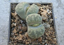 Lithops otzeniana 'Aquamarine'