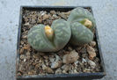 Lithops otzeniana 'Aquamarine'