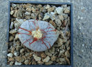 Lithops pseudotruncatella (Marl.) Ne Br.1908.