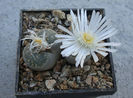 Lithops salicola L. Bol. 1936.