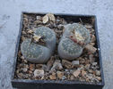 Lithops salicola L. Bol. 1936.