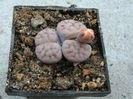 Lithops schwantesii cv. ,,Blue Moon’’
